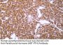 Parathyroid Hormone (PTH) (ABT-PTH) Antibody