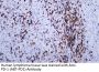PD-1 (ABT-PD1) Antibody