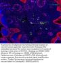 PD-1 (ABT-PD1) Antibody