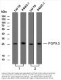 PGP 9.5 (ABT-PGP9.5) Antibody