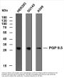 PGP 9.5 (ABT-PGP9.5) Antibody