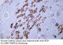PGP 9.5 (ABT-PGP9.5) Antibody