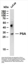 PSA (ABT-PSA) Antibody