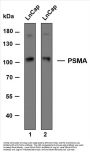 Prostate Specific Membrane Antigen (PSMA) (ABT-PSMA) Antibody