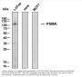 Prostate Specific Membrane Antigen (PSMA) (ABT-PSMA) Antibody