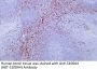 S100A4 (ABT-S100A4) Antibody