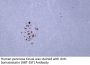 Somatostatin (ABT-SST) Antibody