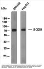 SOX9 (ABT-SOX9) Antibody