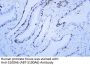 S100A6 (ABT-S100A6) Antibody