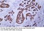 Anti-Human HSP60 (ABT186) Mouse Monoclonal Antibody (Ready to Use)