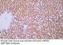 Anti-Human HSP60 (ABT186) Mouse Monoclonal Antibody (Ready to Use)