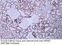 Anti-Human HSP60 (ABT186) Mouse Monoclonal Antibody (Ready to Use)