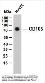 CD105 (ABT-CD105) Antibody