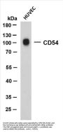 CD54 (ABT-CD54) Antibody