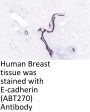 E-Cadherin (ABT270) Antibody