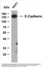 E-Cadherin (ABT270) Antibody