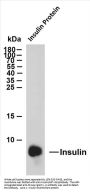 Insulin (ABT-INS) Antibody