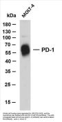 PD-1 (ABT-PD1) Antibody
