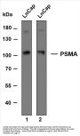 Prostate Specific Membrane Antigen (PSMA) (ABT-PSMA) Antibody