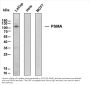 Prostate Specific Membrane Antigen (PSMA) (ABT-PSMA) Antibody
