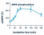 AMPK Phosphorylation Assay Kit (Fluorometric) (BA0075)