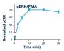 ERK Phosphorylation Assay Kit (BA0098)
