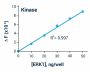 Kinase Assay Kit (Fluorometric) (BA0125)