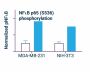 NFkB Phosphorylation Assay Kit (Fluorometric) (BA0136)