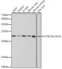 CTR1/SLC31A1 Monoclonal Antibody
