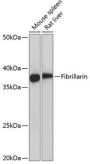 Fibrillarin/U3 RNP Monoclonal Antibody