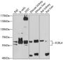 FCRL4 Antibody