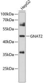 GNAT2 Antibody