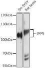 ApoER2/LRP8 Rabbit Polyclonal Antibody