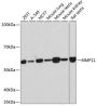 MMP11 Rabbit Monoclonal Antibody