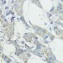 NOD1 Antibody