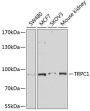 TRPC1 Antibody