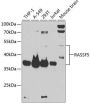 RASSF5 Antibody
