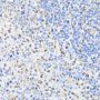 PCNA Rabbit Polyclonal Antibody