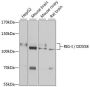 RIG-I/DDX58 Antibody