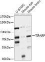 TIPARP Antibody