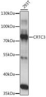 CRTC3 Antibody