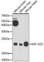 MTCO2 Antibody