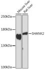 SHANK2 Antibody