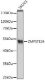 ZMPSTE24 Antibody