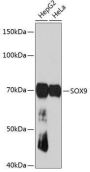 SOX9 Rabbit Monoclonal Antibody