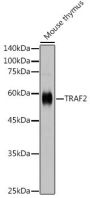 TRAF2 Rabbit Polyclonal Antibody
