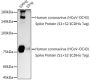 HCoV-OC43 Spike S2 Antibody