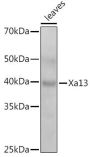 Xa13 Antibody