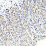 MAPKBP1 Antibody