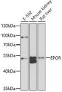 EPOR Antibody